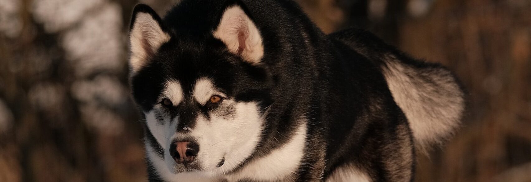 Dawn Rising of Kiyara's Wolfpak
